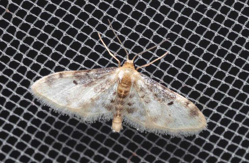 Idaea filicata - sötéttövű apróaraszoló