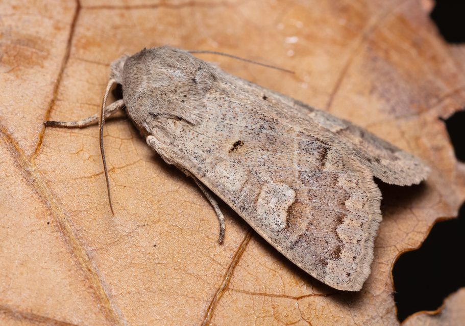 Ammoconia caecimacula - szürke őszibagoly