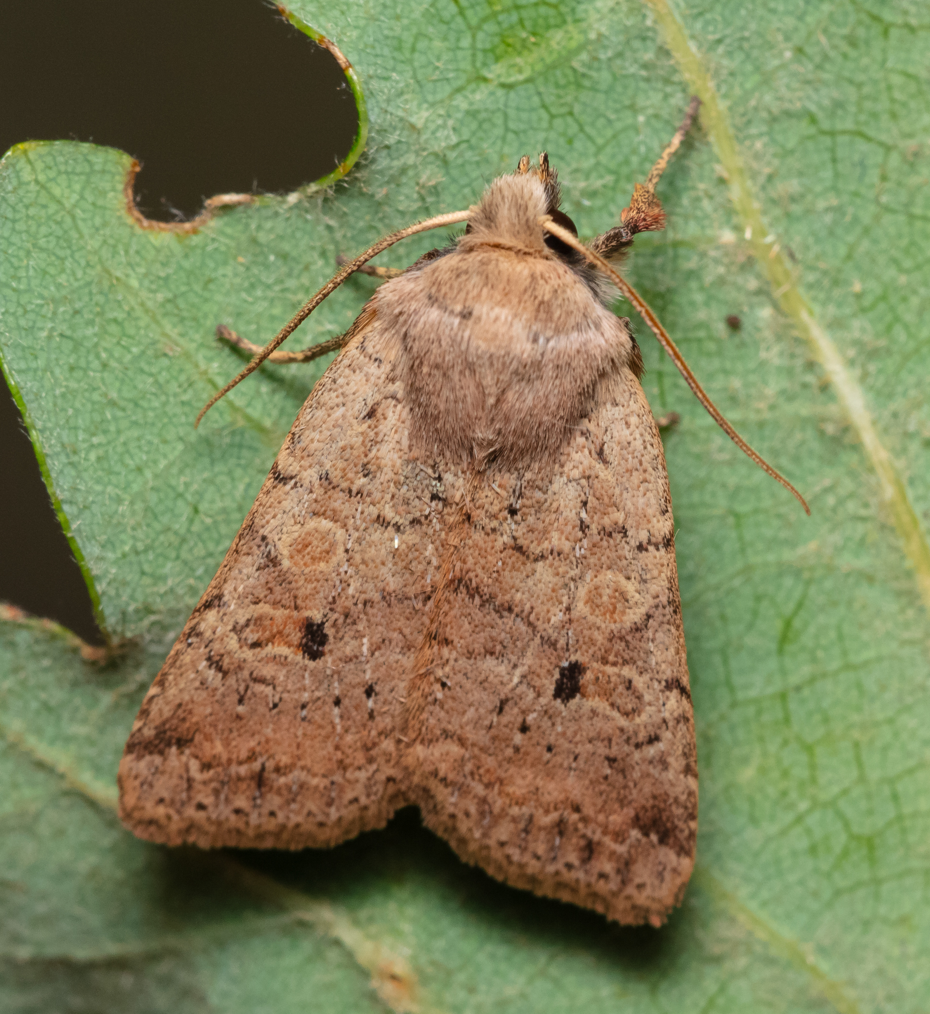 Propenistra laevis - könnyű őszibagoly
