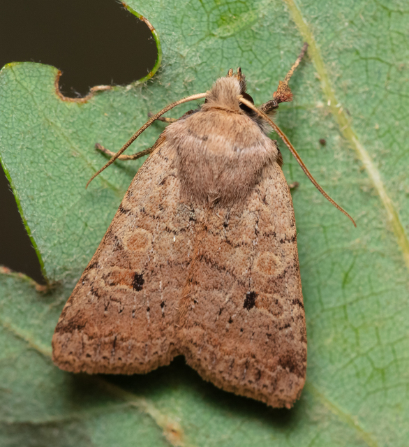 Propenistra laevis - könnyű őszibagoly