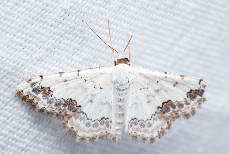 Scopula decorata - tarka fehéraraszoló
