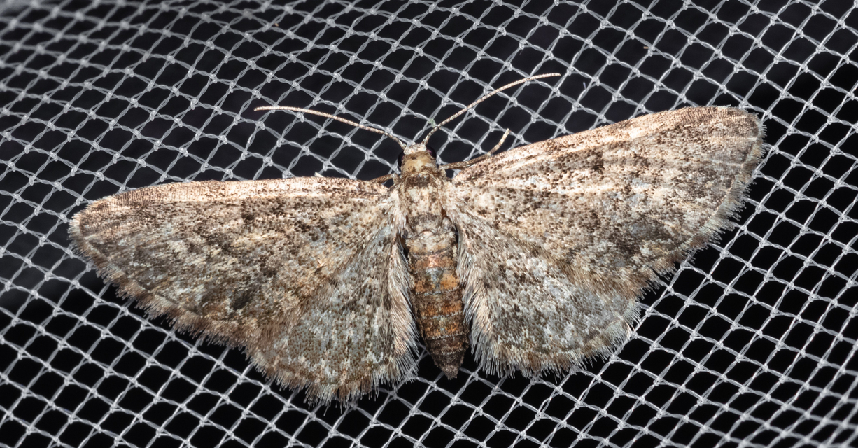 Eupithecia inturbata - juhar-törpearaszoló