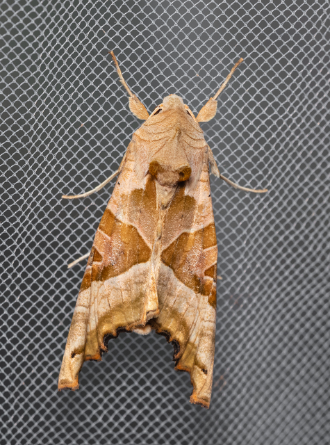 Phlogophora meticulosa - vándorló csipkésbagoly