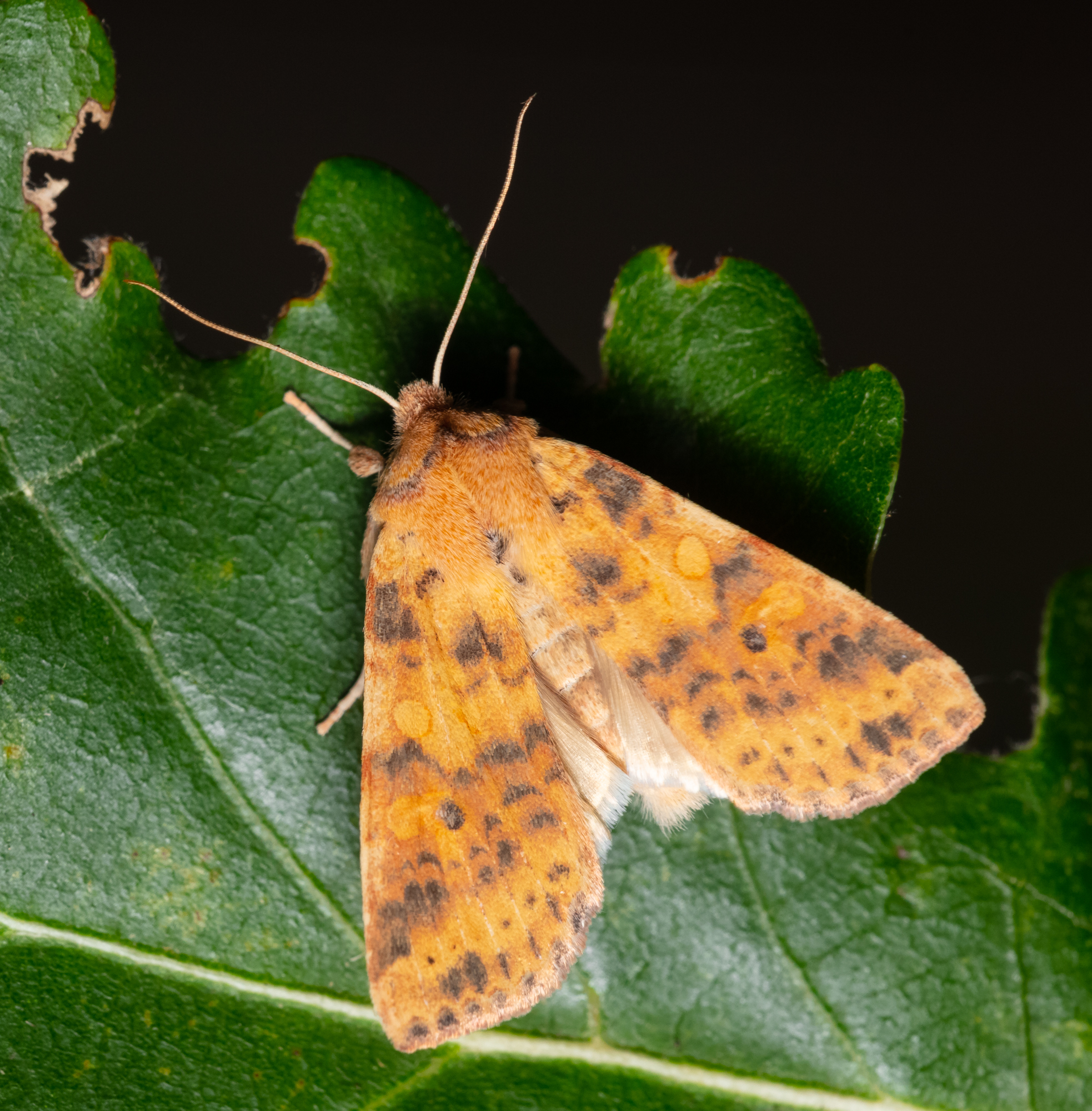Cirrhia gilvago - foltos sárgabagoly