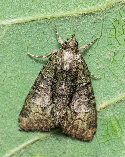 Cryphia algae - sárgászöld zuzmóbagoly