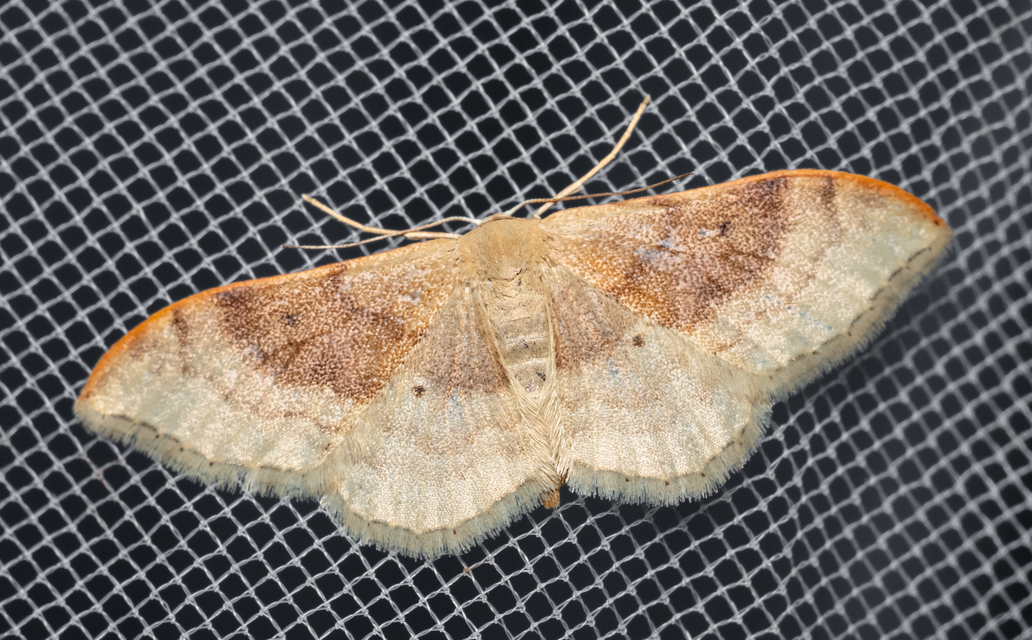 Idaea degeneraria - barnasávos araszoló