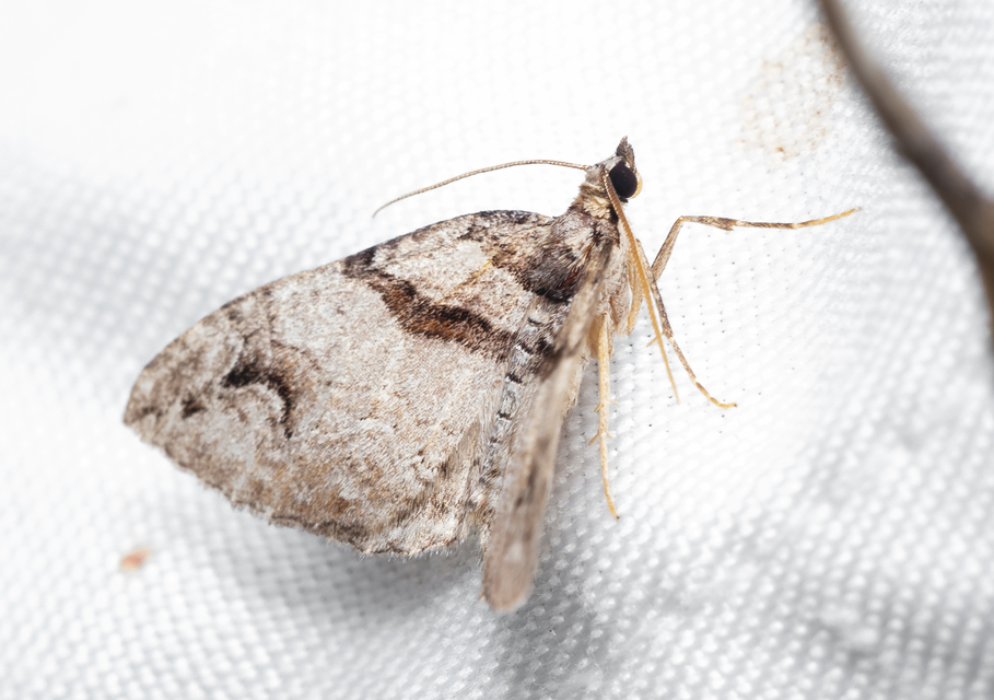 Pareulype berberata - sóskafa-tarkaaraszoló