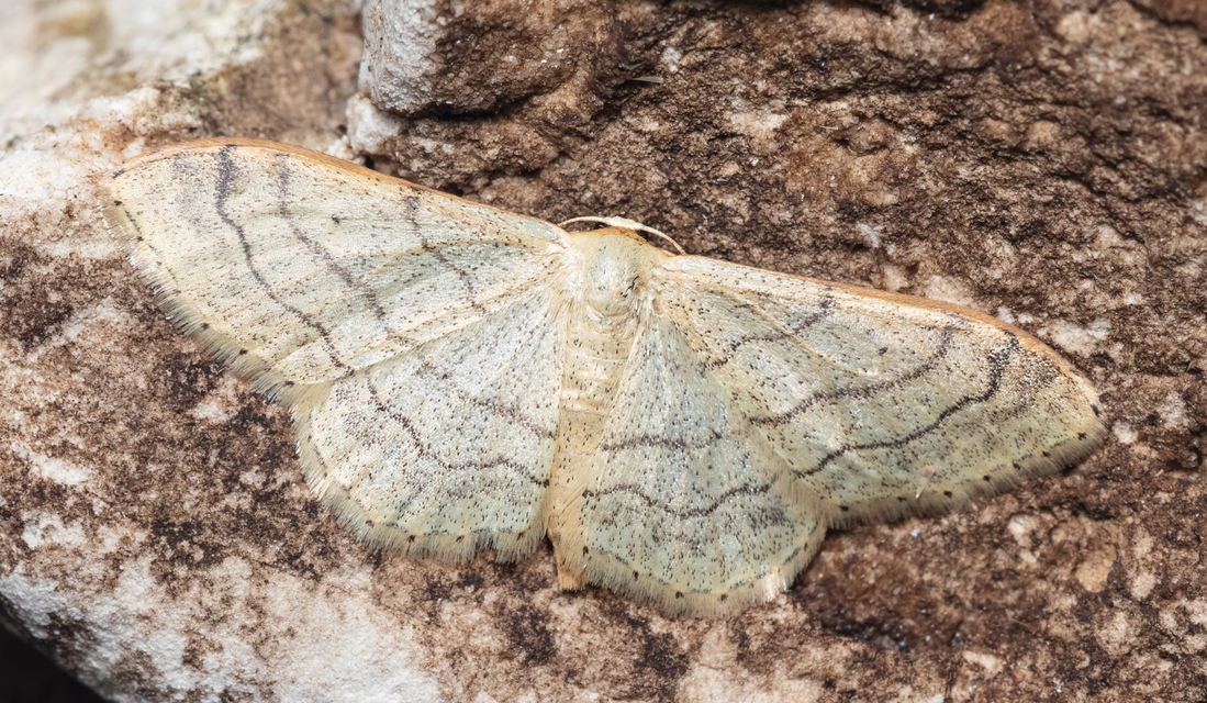 Idaea aversata - nagy sávosaraszoló