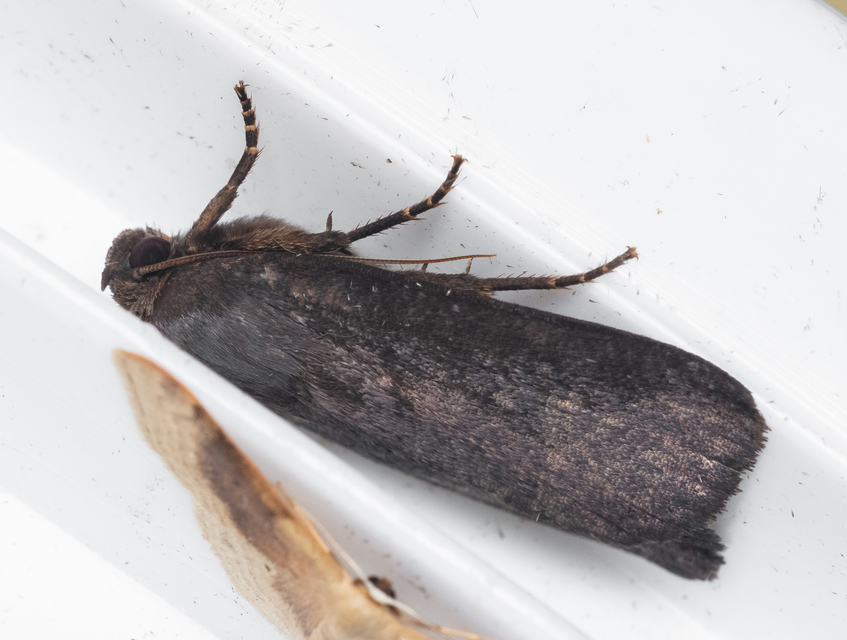 Amphipyra livida - zsírfényű bagoly