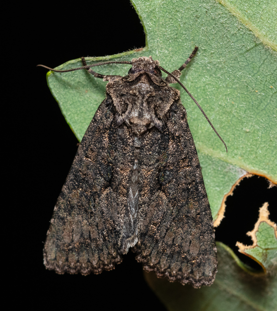 Dryobotodes monochroma - szürke tölgybagoly