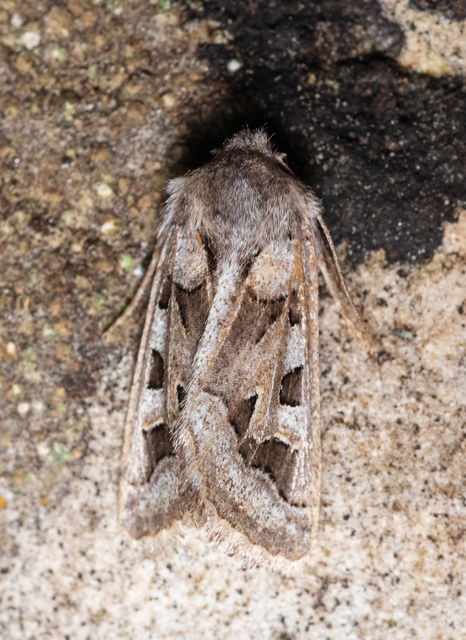 Episema glaucina - fogasjegyű liliombagoly