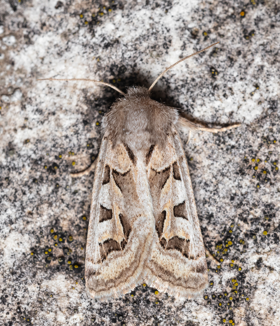 Episema tersa - hármasjegyű liliombagoly