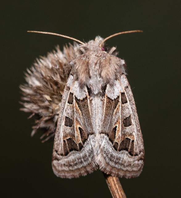 Episema glaucina - fogasjegyű liliombagoly