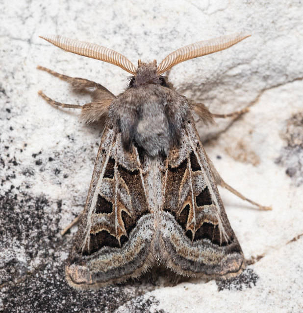 Episema glaucina - fogasjegyű liliombagoly