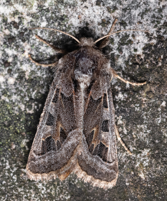 Episema glaucina - fogasjegyű liliombagoly