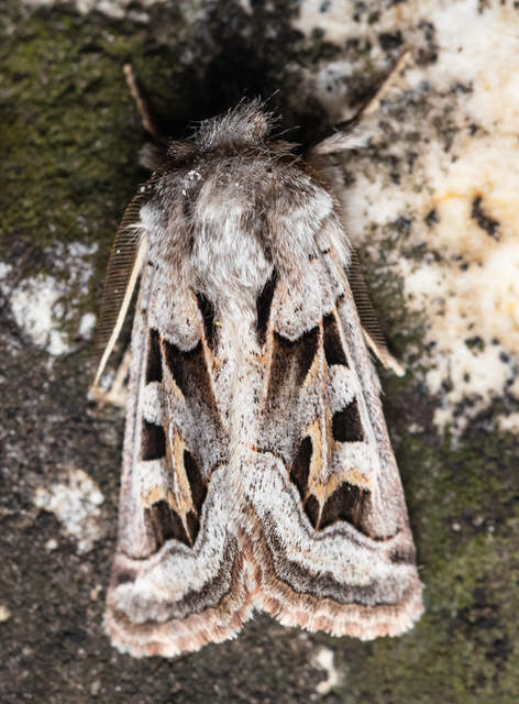 Episema glaucina - fogasjegyű liliombagoly
