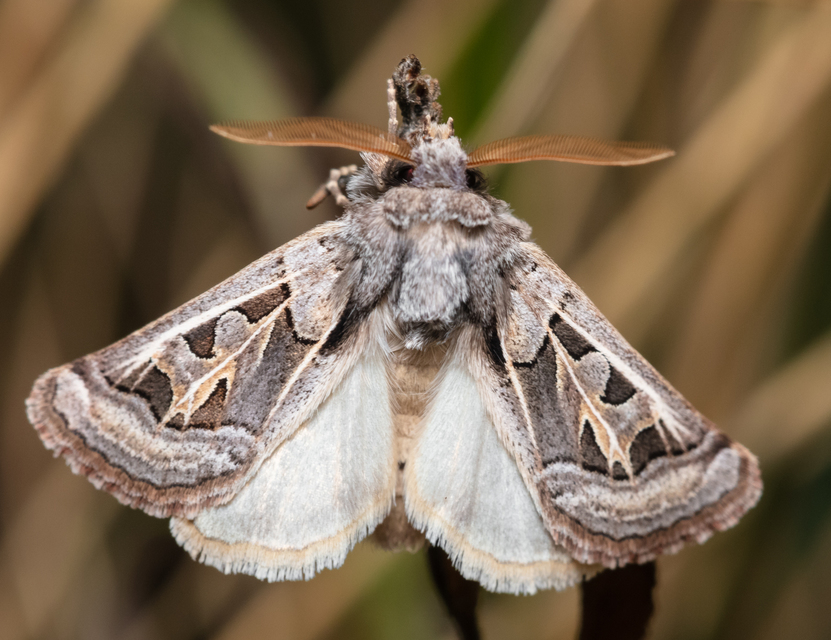 Episema glaucina - fogasjegyű liliombagoly