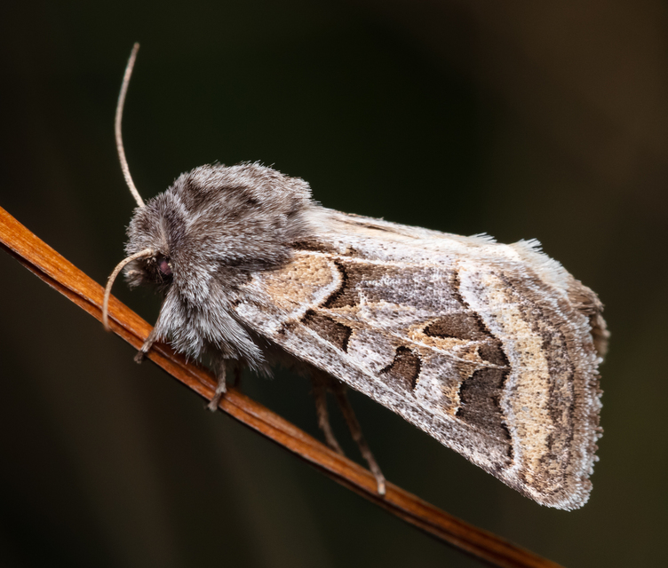 Episema glaucina - fogasjegyű liliombagoly