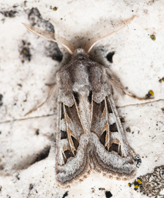 Episema glaucina - fogasjegyű liliombagoly
