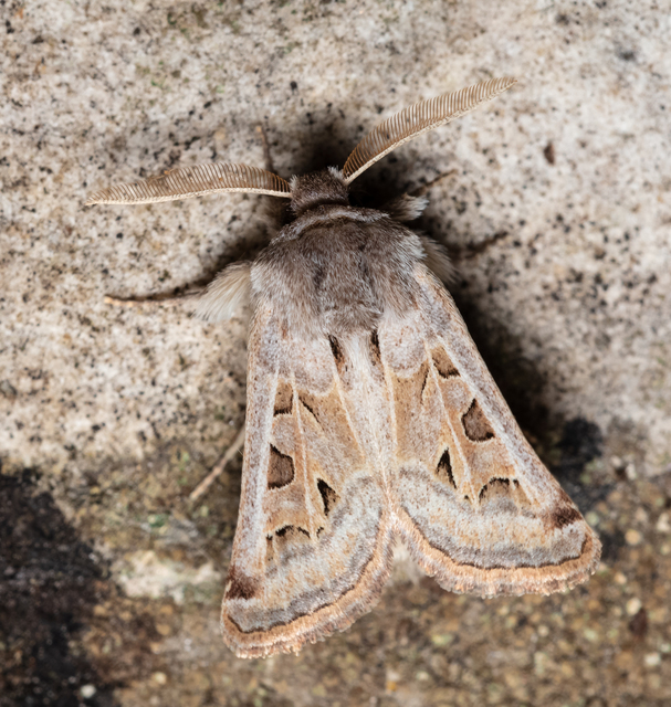 Episema glaucina - fogasjegyű liliombagoly
