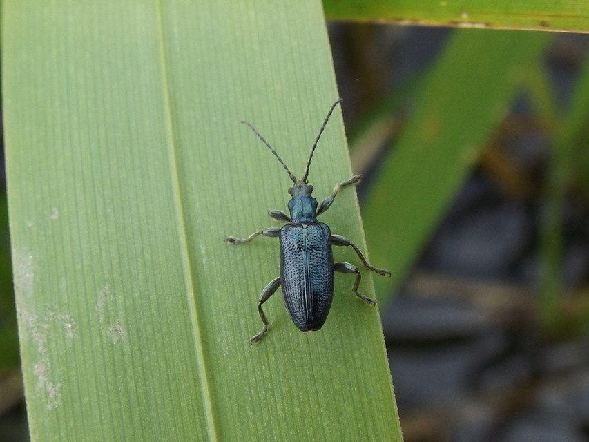 Plateumaris sericea - selymes nádbogár