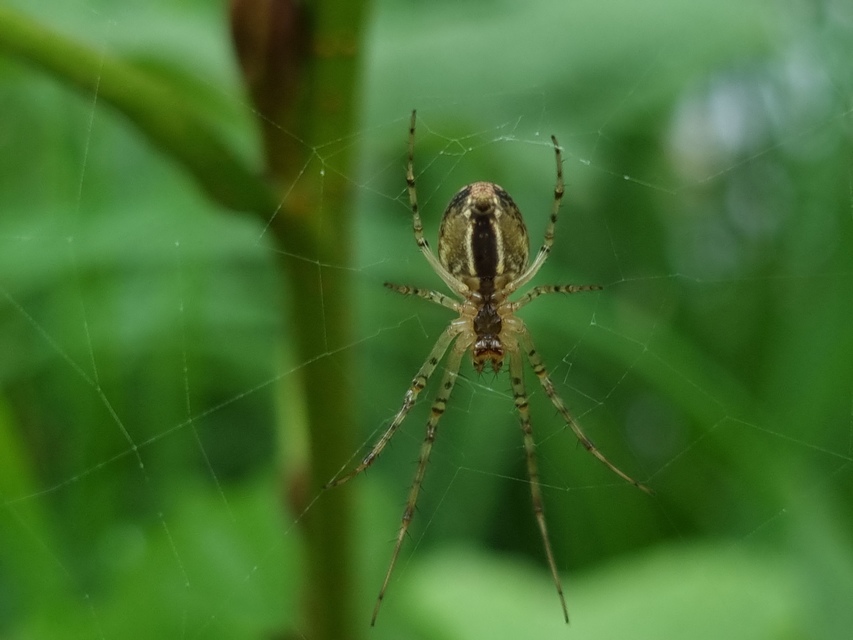 Metellina segmentata/mengei