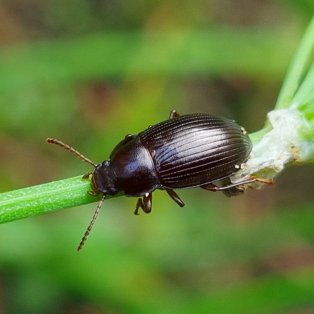Nalassus dermestoides - rövidszárnyú gyászbogár