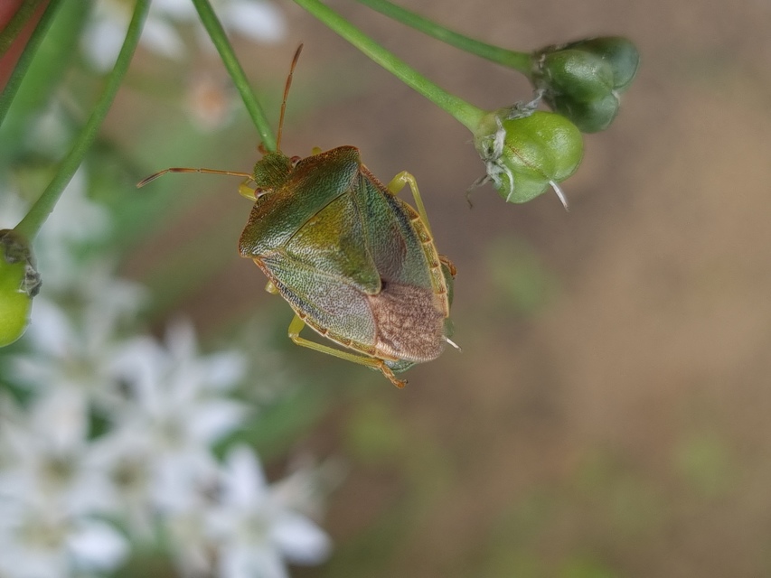 Palomena prasina - zöld bogyómászó-poloska Palomena prasina - zöld bogyómászó-poloska