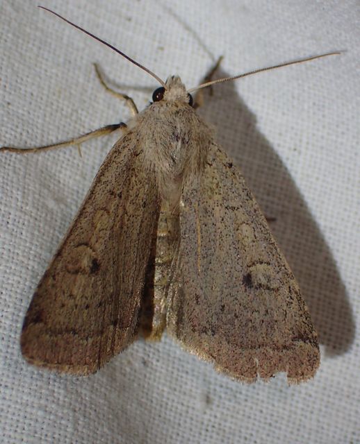 Xestia castanea michaeli - csarabos fűbagoly