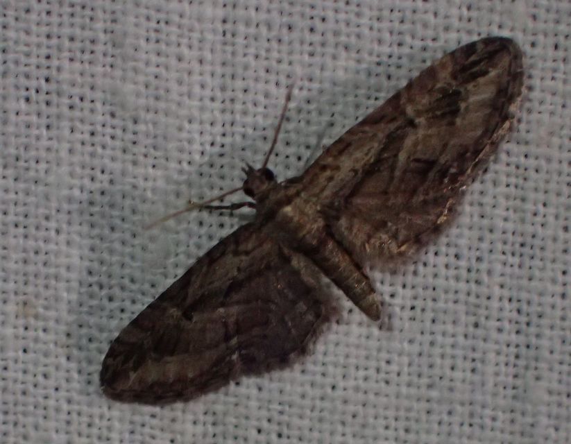 Eupithecia ericeata - feketefenyő-törpearaszoló