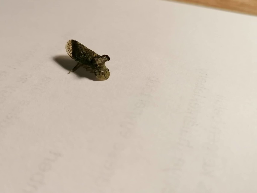 Ledra aurita - füleskabóca
