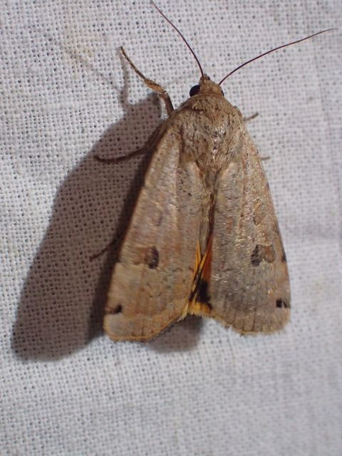 Noctua orbona - foltos sárgafűbagoly