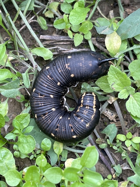 Agrius convolvuli - szulákszender Agrius convolvuli - szulákszender