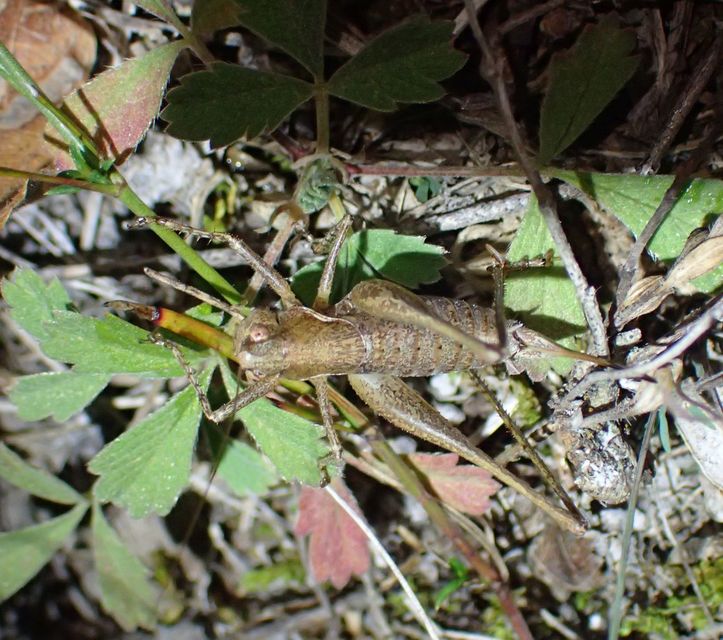 Rhacocleis germanica - német szöcske