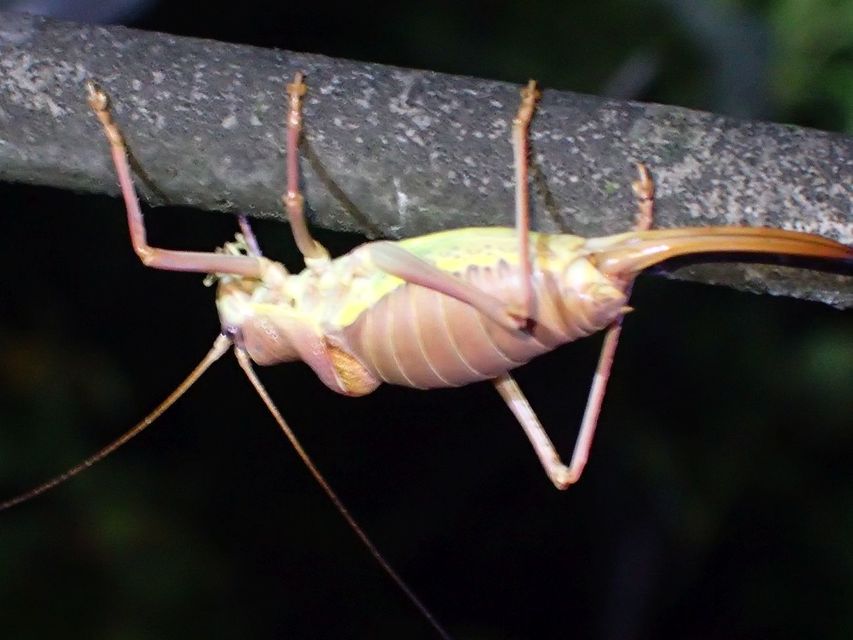 Ephippiger ephippiger - nyergesszöcske