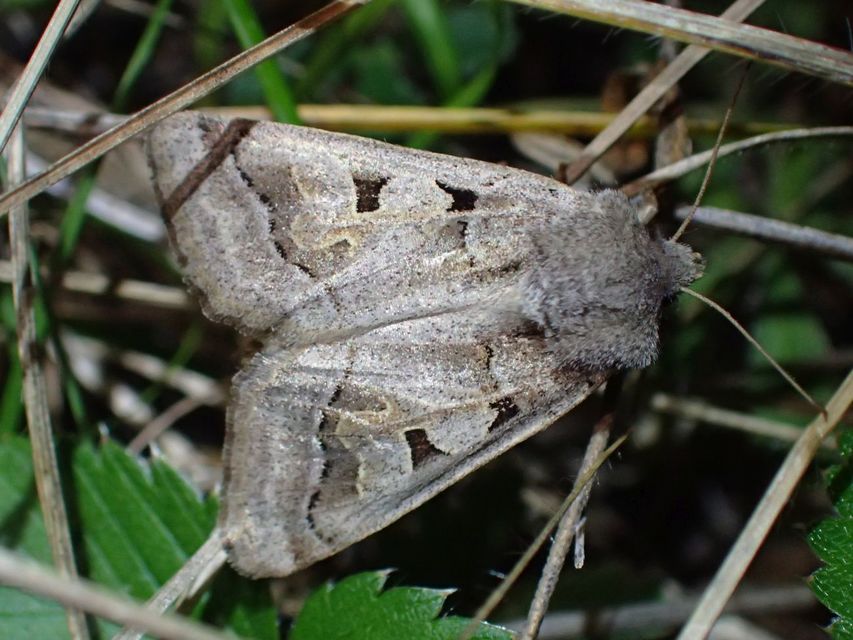Episema tersa - hármasjegyű liliombagoly