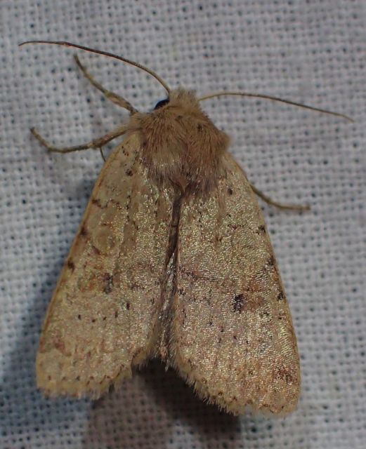 Propenistra laevis - könnyű őszibagoly