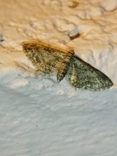 Eupithecia inturbata - juhar-törpearaszoló