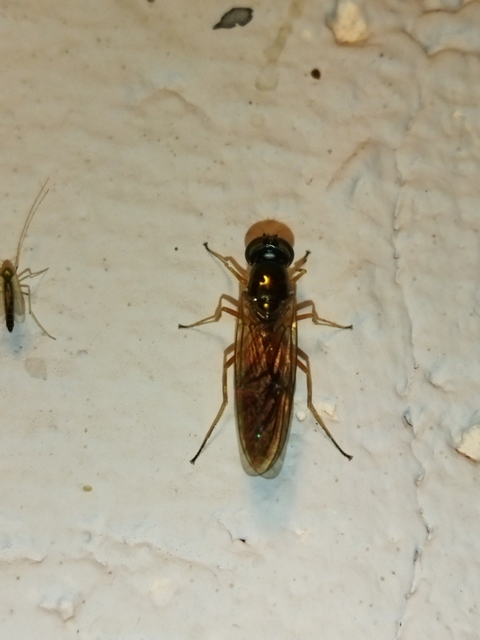 Sargus bipunctatus - kétpettyes fémeslégy
