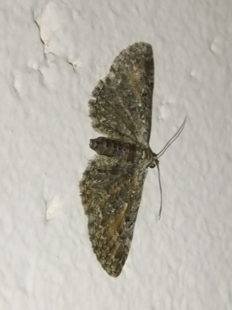 Eupithecia icterata - rozsdafoltos törpearaszoló