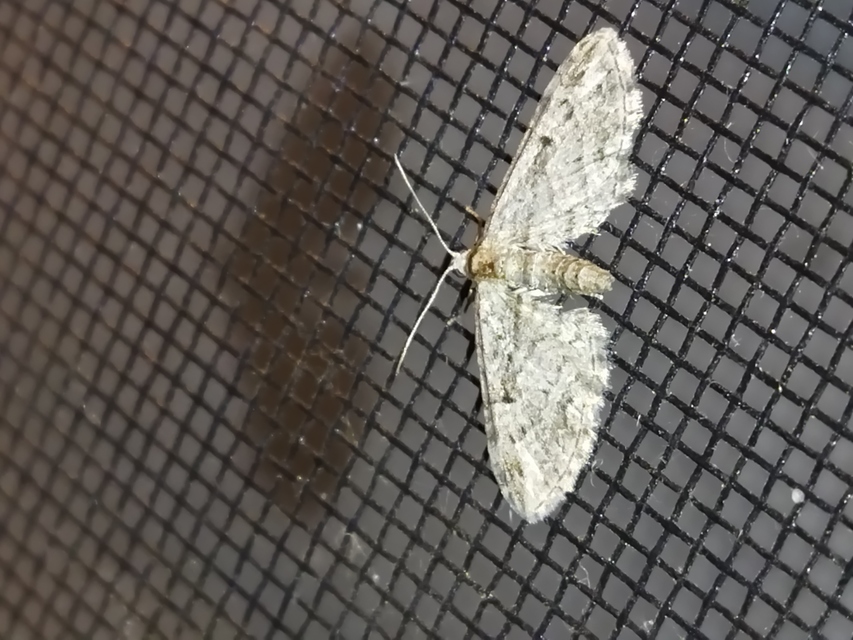 Eupithecia ericeata - feketefenyő-törpearaszoló