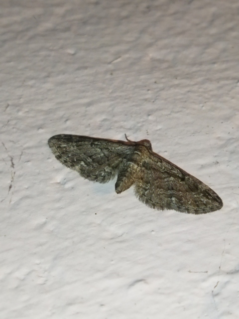 Eupithecia ericeata - feketefenyő-törpearaszoló