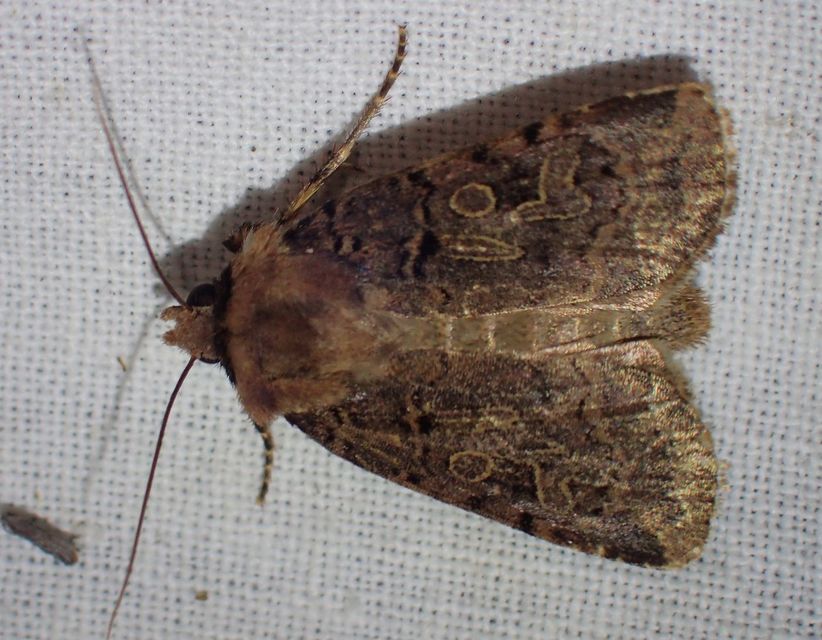 Chersotis rectangula - barna földibagoly