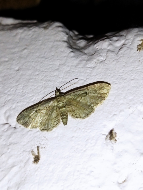 Eupithecia tenuiata - sötétszegélyű törpearaszoló