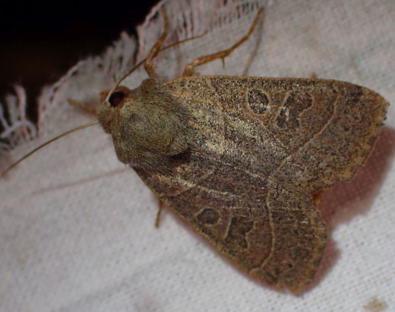 Mesogona acetosellae - madársóskabagoly