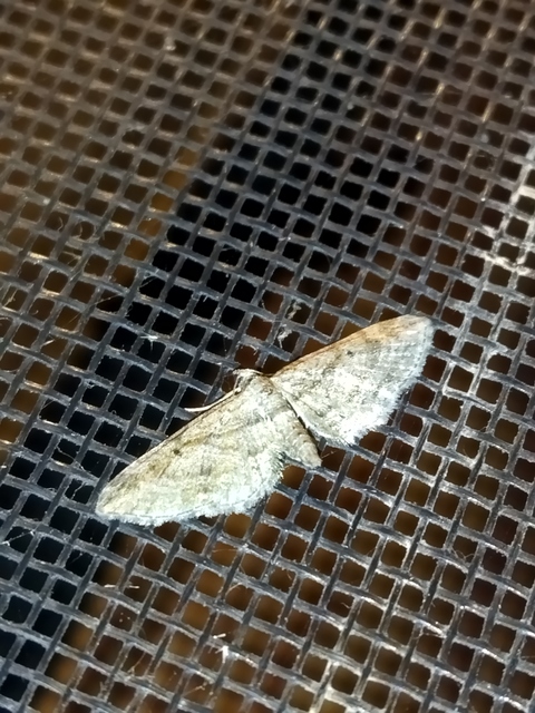 Eupithecia ericeata - feketefenyő-törpearaszoló