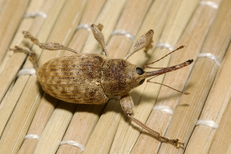 Curculio elephas - gesztenyezsuzsóka