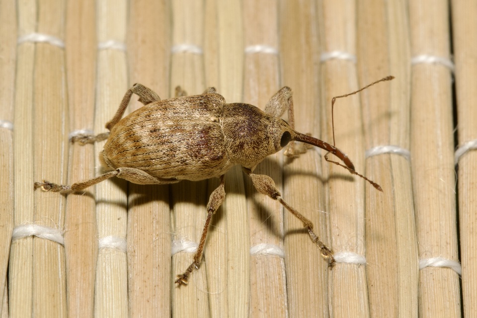 Curculio elephas - gesztenyezsuzsóka