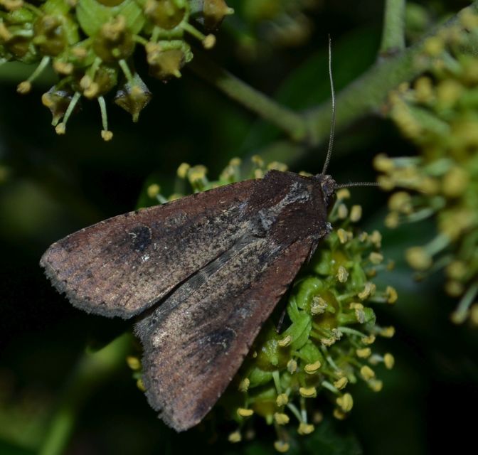 Peridroma saucia - vándor földibagoly