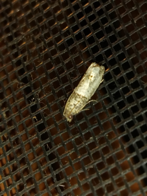 Notocelia roborana - rózsarügy-tükrösmoly